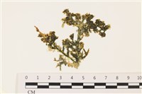 登錄號:A00004928藏品圖，第1張