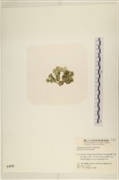登錄號:A00004932藏品圖，第3張