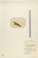 登錄號:A00004935藏品圖，第3張