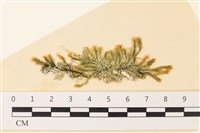 登錄號:A00004935藏品圖，第1張