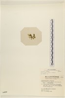 登錄號:A00004939藏品圖，第3張