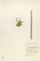 登錄號:A00004940藏品圖，第3張