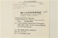 登錄號:A00004941藏品圖，第2張