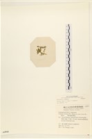 登錄號:A00004941藏品圖，第1張