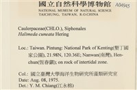 登錄號:A00004945藏品圖，第2張