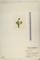 登錄號:A00004945藏品圖，第3張