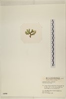 登錄號:A00004946藏品圖，第3張