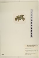 登錄號:A00004948藏品圖，第3張