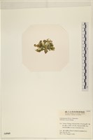 登錄號:A00004949藏品圖，第3張
