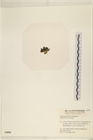 登錄號:A00004950藏品圖，第3張