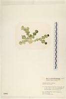 登錄號:A00004952藏品圖，第3張
