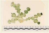 登錄號:A00004952藏品圖，第1張