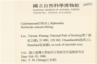 Accession Number:A00004953 Collection Image, Figure 2, Total 3 Figures