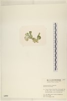 Accession Number:A00004953 Collection Image, Figure 3, Total 3 Figures