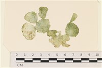 Accession Number:A00004953 Collection Image, Figure 1, Total 3 Figures