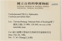 登錄號:A00004956藏品圖，第2張