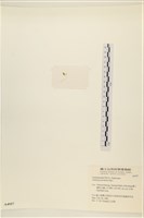 登錄號:A00004957藏品圖，第3張