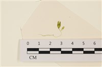 登錄號:A00004957藏品圖，第1張