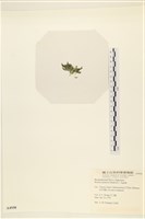 登錄號:A00004958藏品圖，第3張