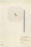 登錄號:A00004959藏品圖，第3張