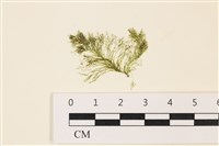 登錄號:A00004959藏品圖，第1張