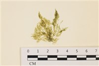 登錄號:A00004960藏品圖，第1張