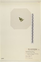 登錄號:A00004961藏品圖，第3張