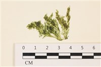 登錄號:A00004961藏品圖，第1張