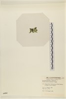 登錄號:A00004962藏品圖，第3張