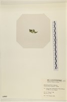 登錄號:A00004963藏品圖，第3張