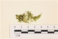 登錄號:A00004963藏品圖，第1張