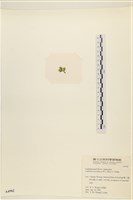 登錄號:A00004982藏品圖，第3張