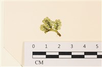 登錄號:A00004982藏品圖，第1張