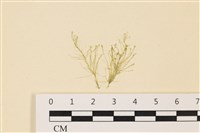 登錄號:A00004986藏品圖，第1張