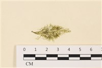 登錄號:A00004987藏品圖，第1張