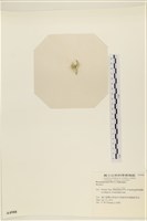 登錄號:A00004988藏品圖，第3張