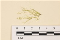 登錄號:A00004989藏品圖，第1張