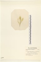 登錄號:A00004990藏品圖，第3張