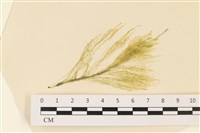 登錄號:A00004990藏品圖，第1張