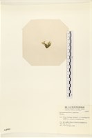 登錄號:A00004991藏品圖，第3張