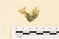 登錄號:A00004991藏品圖，第1張