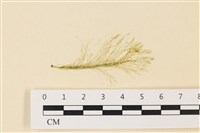 登錄號:A00004992藏品圖，第1張