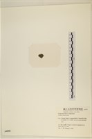 登錄號:A00004995藏品圖，第3張