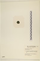 登錄號:A00004999藏品圖，第3張