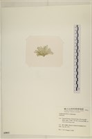 登錄號:A00005011藏品圖，第3張