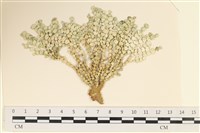 登錄號:A00005012藏品圖，第1張