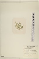 登錄號:A00005013藏品圖，第3張