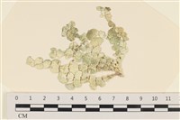 登錄號:A00005013藏品圖，第1張