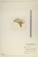 登錄號:A00005014藏品圖，第3張