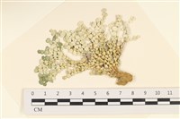 登錄號:A00005014藏品圖，第1張